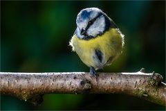 … Sie wollte Euch Guten Morgen sagen …
