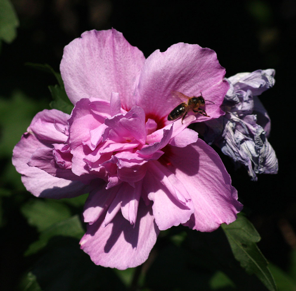 sie wollte grad los zur Nachbarblüte