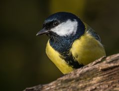 "sie wollte GROSS rauskommen"