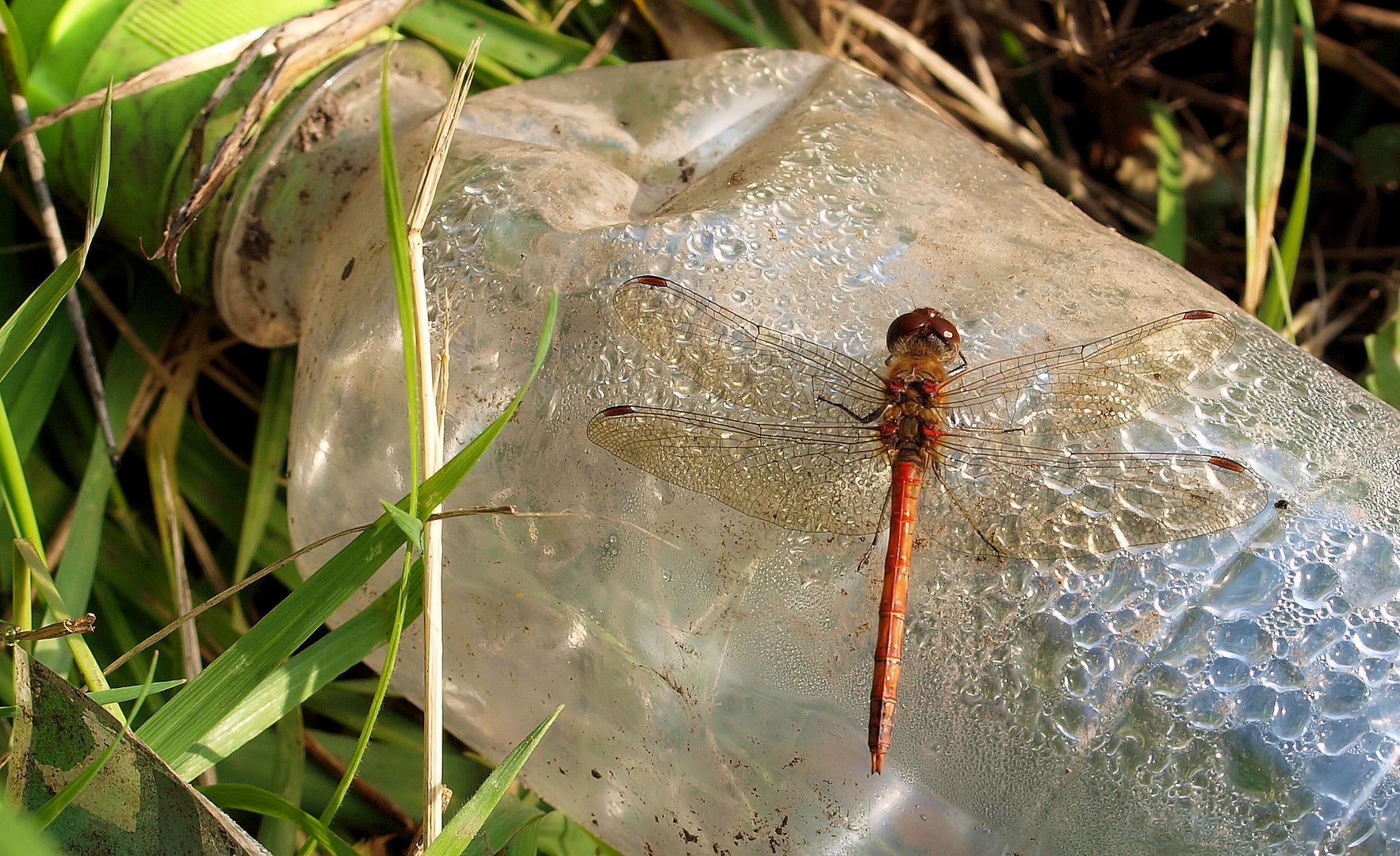 ...sie wollte noch die Pfandflasche wegbringen...