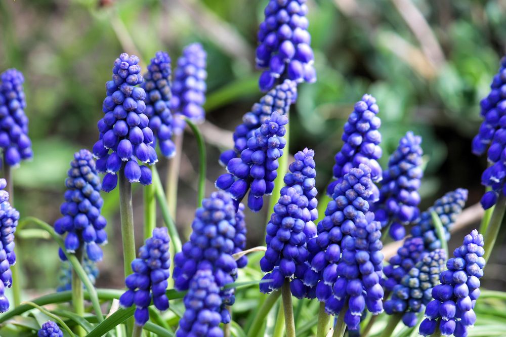 sie wuchern nahezu im Garten, die "Träumelchen"