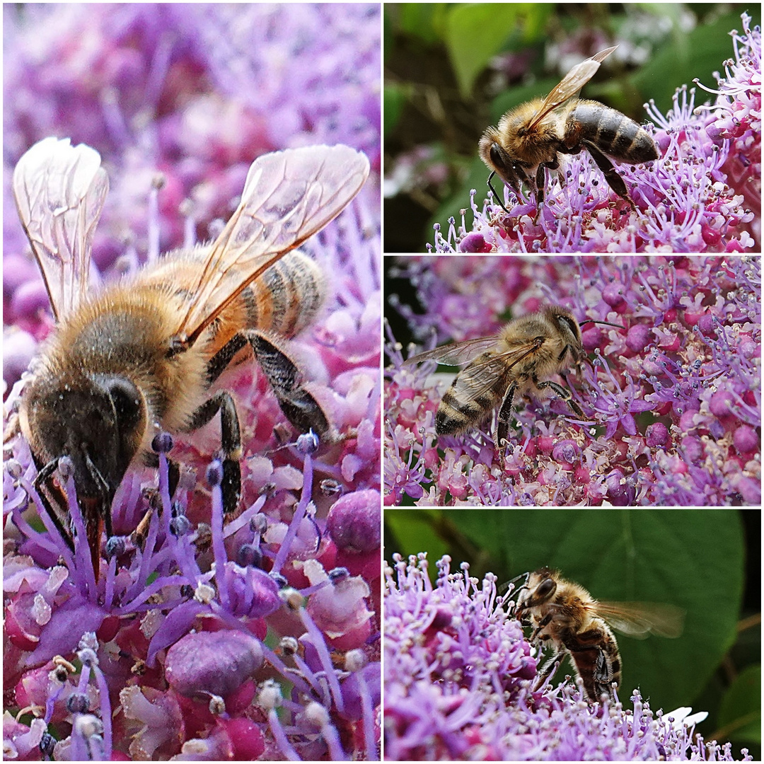 sie wühlt sich in die Blüte hinein