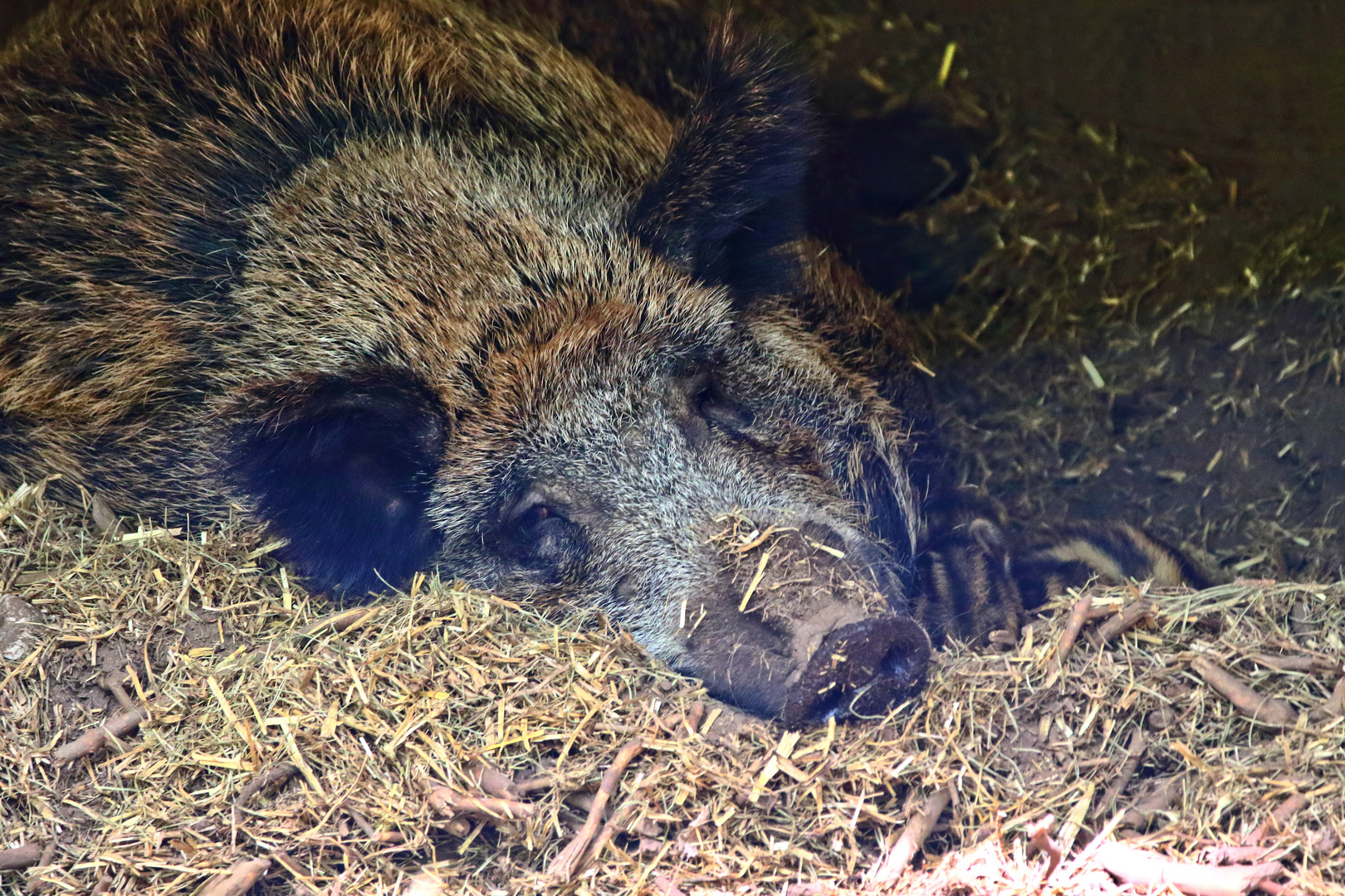 "Sie würde zur WILDSAU"