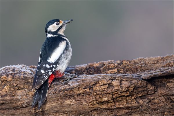 Sie zeigt Model-Qualitäten
