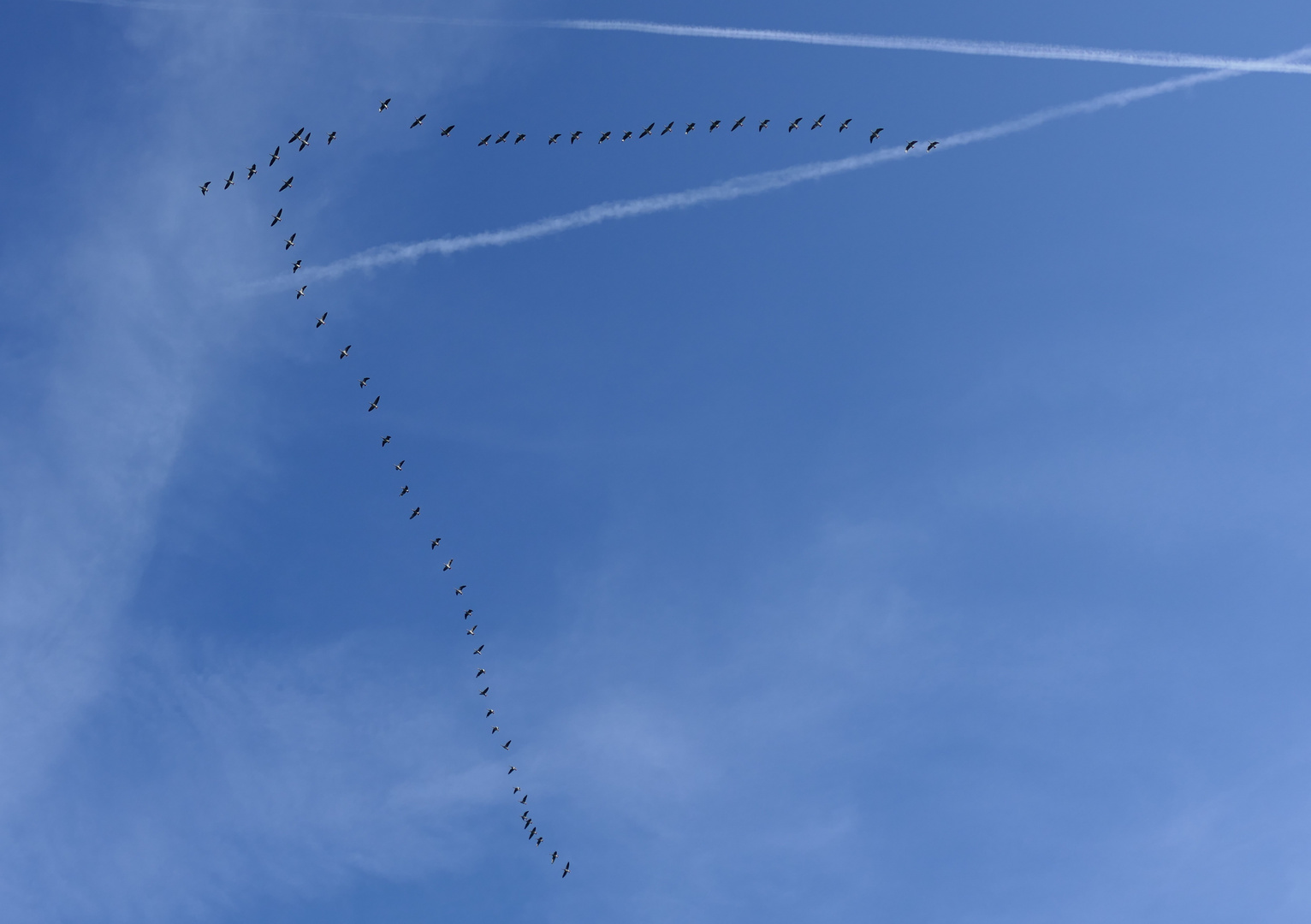 Sie ziehen weg...der Herbst kommt