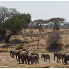 Sie ziehen weiter, Ruaha-NP, 11.10.2016