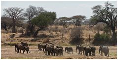 Sie ziehen weiter, Ruaha-NP, 11.10.2016