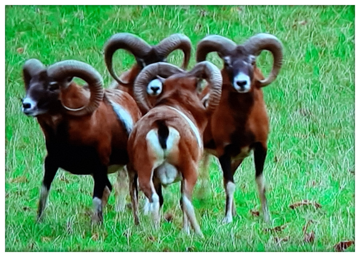 Sie ziehen wild durch's Oberbergische ...