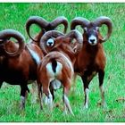 Sie ziehen wild durch's Oberbergische ...