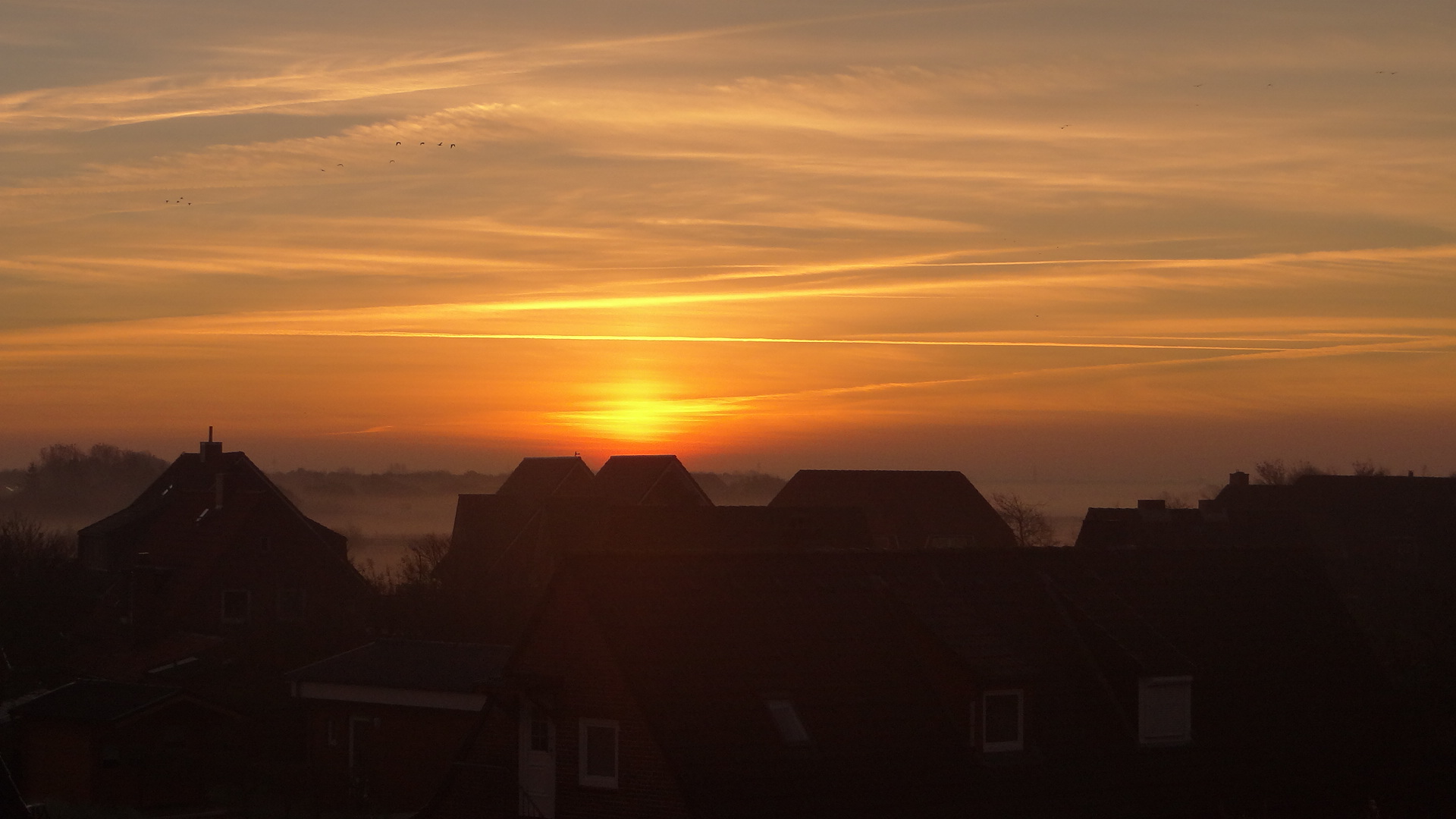 Sie ziehen zur Sonne, zum Licht...