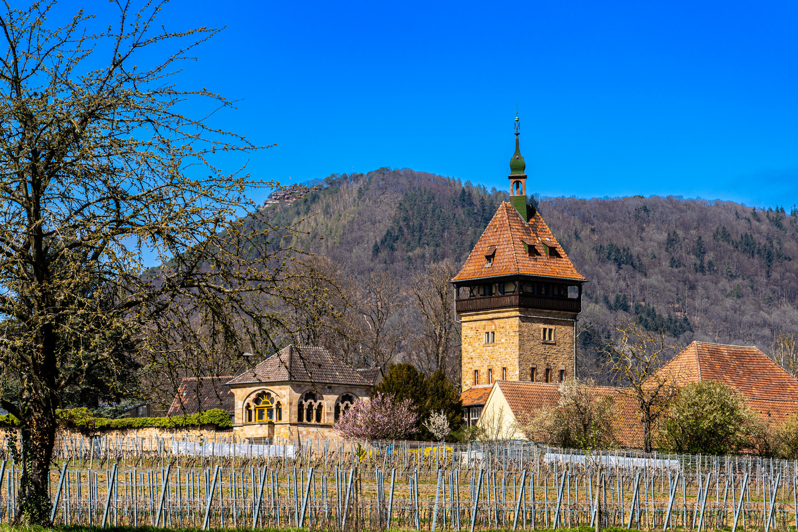 Siebeldingen Geilweiler Hof im Frühjahr