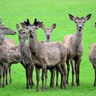 Sieben auf einem Streich,  Seven in one go,  siete de una vez!