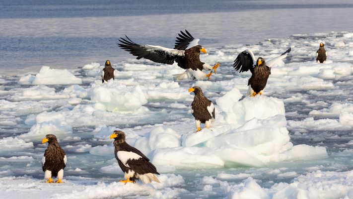 Sieben auf einen Streich