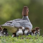 Sieben auf einen Streich