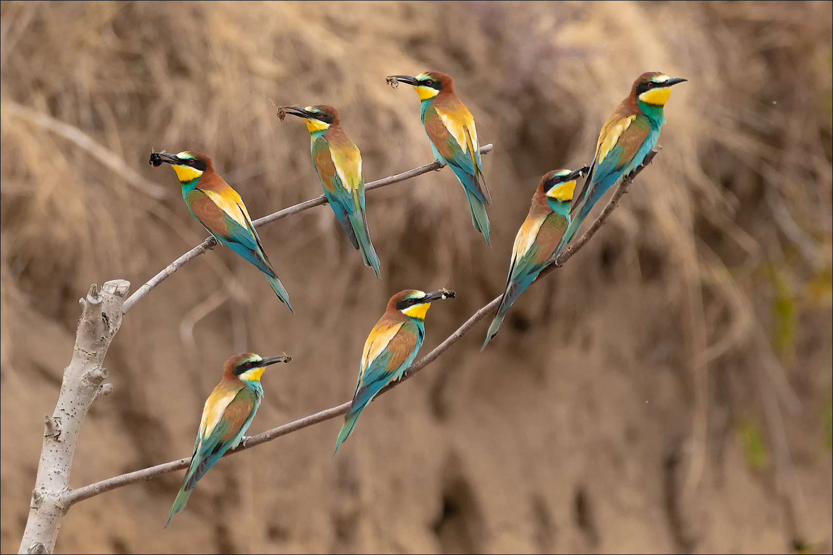 Sieben auf einen Streich! Foto & Bild tiere, wildlife, wild lebende vögel Bilder auf Sieben auf einen Streich! Foto & Bild tiere, wildlife, wild lebende vögel Bilder auf