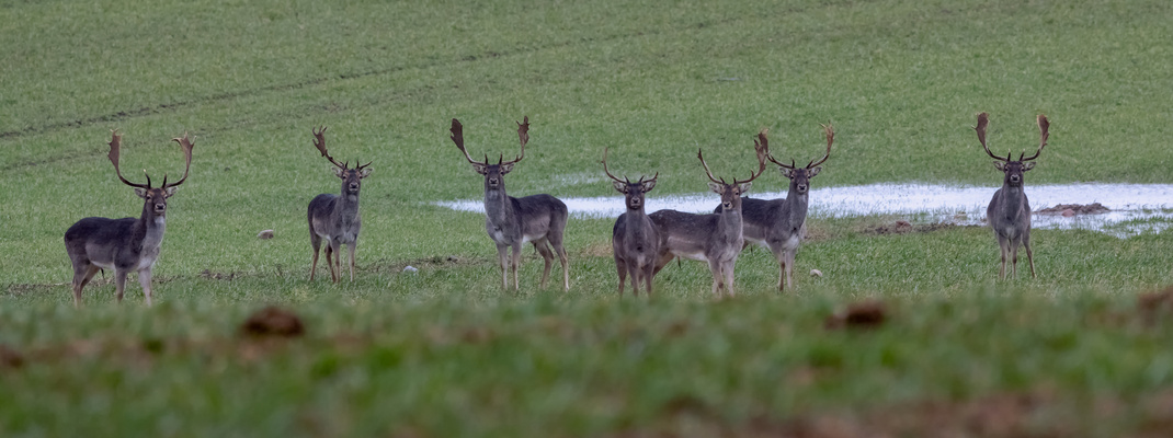 Sieben auf einen Streich