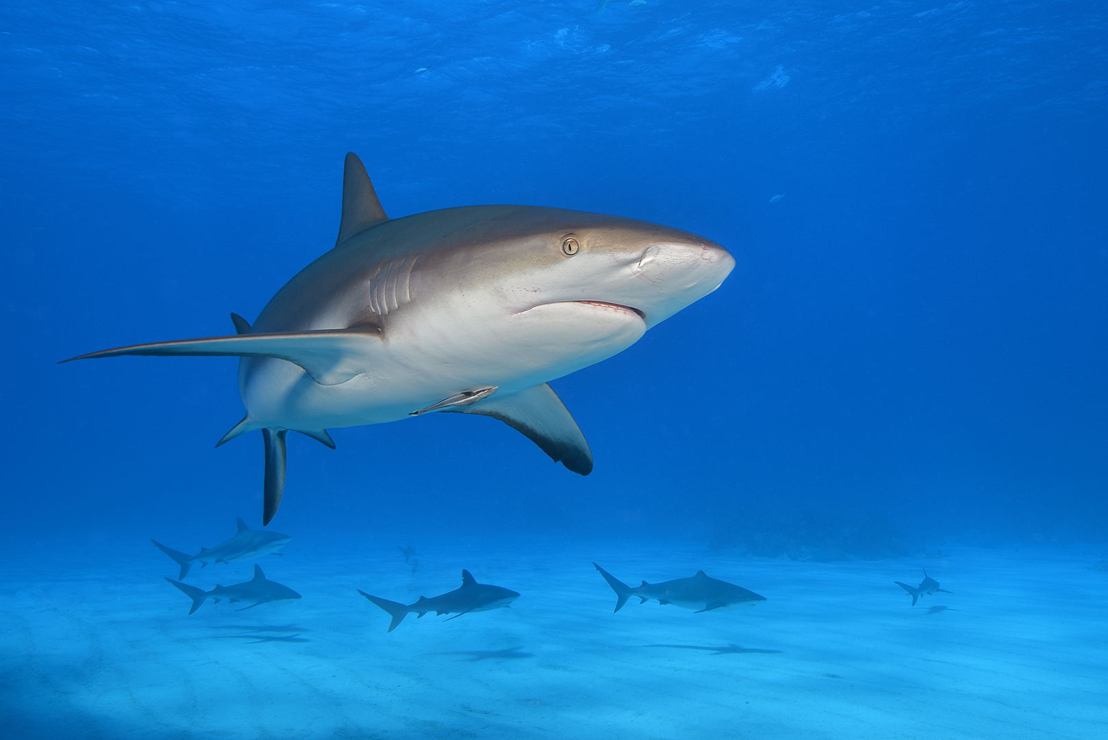 Sieben auf einen Streich (Karibischer Riffhai, Carcharhinus perezii)