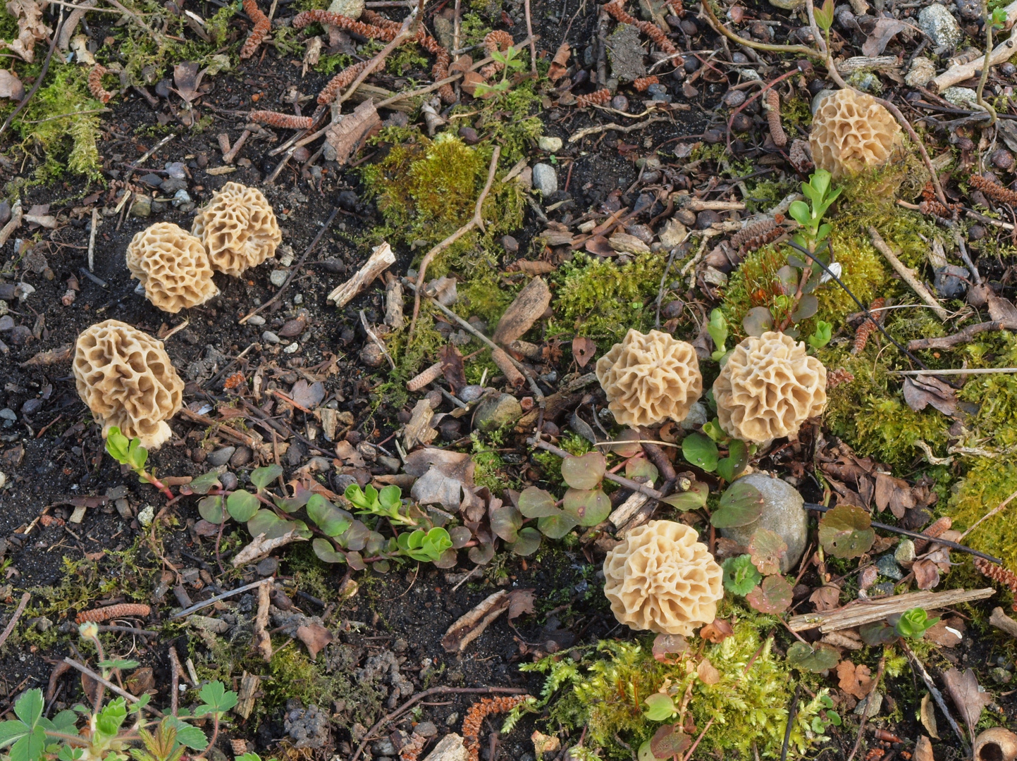 Sieben auf einen Streich - Speisemorchel (Morchella esculenta)