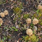 Sieben auf einen Streich - Speisemorchel (Morchella esculenta)