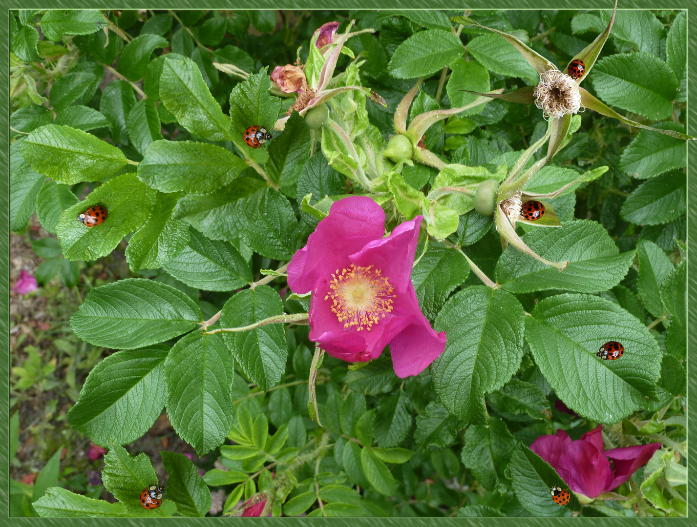 Sieben auf einer Glanzrose (Rosa nitida)