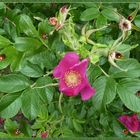 Sieben auf einer Glanzrose (Rosa nitida)