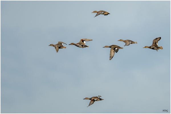 Sieben Enten auf ...