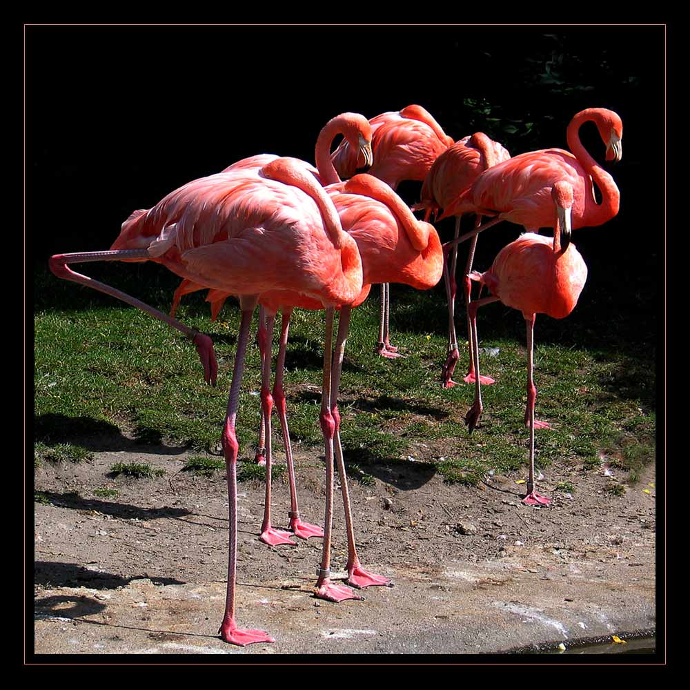 sieben Flamingos