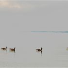 Sieben Kanadagänse surreal