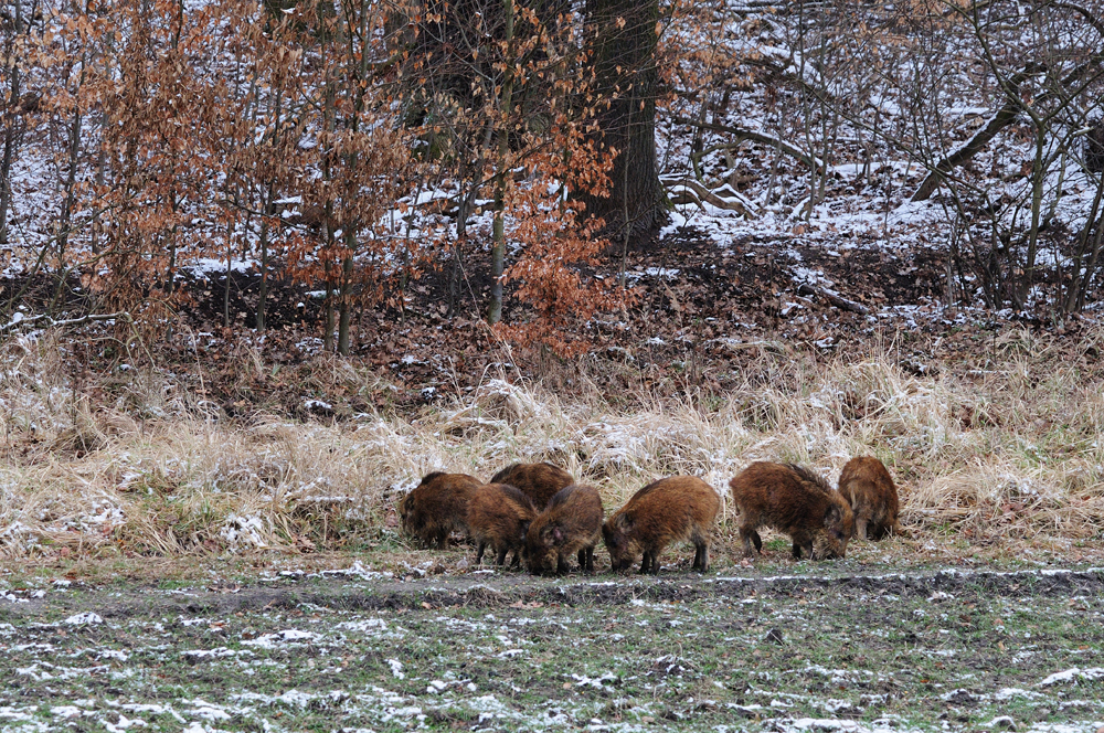 Sieben lustige Schweine