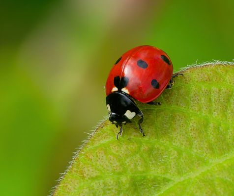 SIEBEN PUNKTE FÜR EIN HALLELUJA