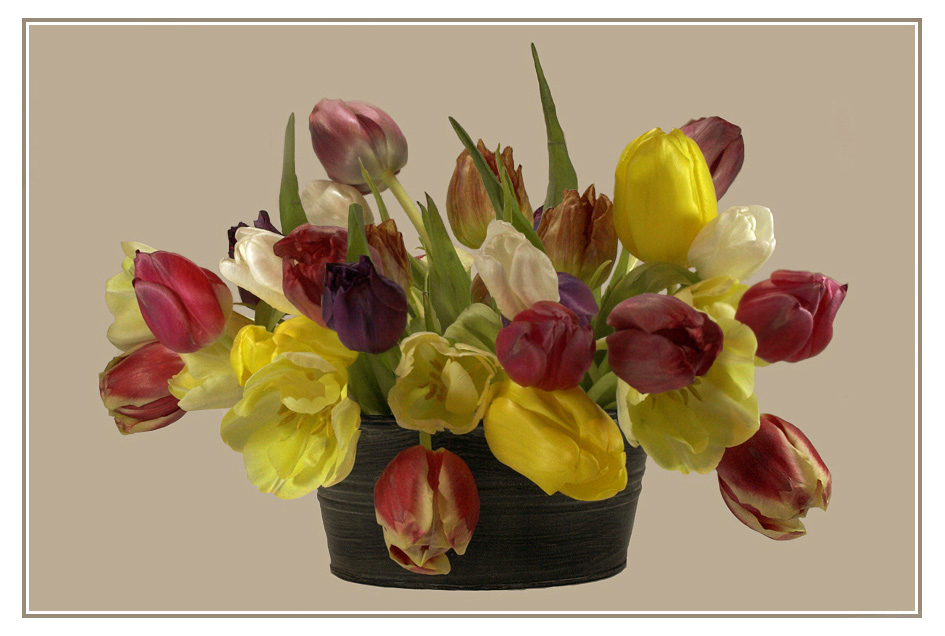 Sieben Tulpen - Das Original