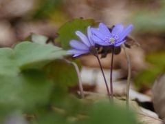 Siebenbürger Leberblümchen (Hepatica transsilvanica) 