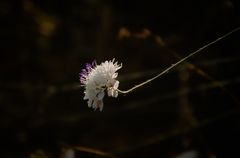 Siebenbürger Schuppenkopf