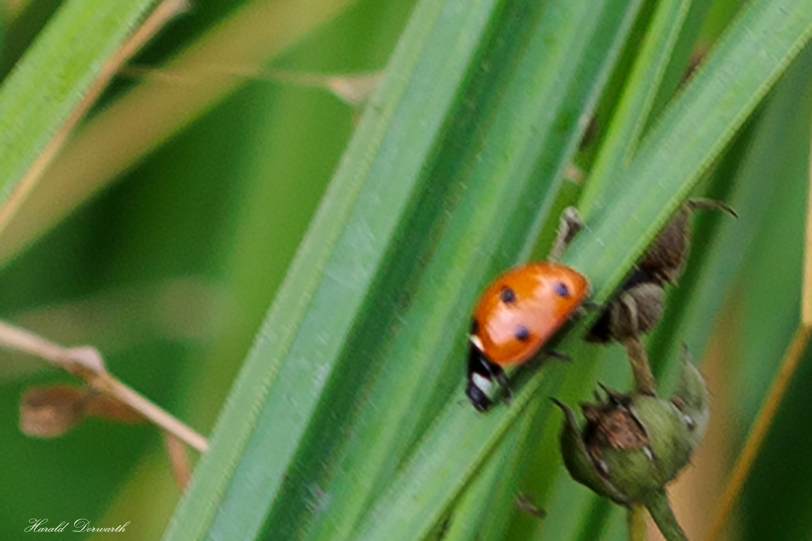 Siebenpunkt (Coccinella septempunctata), 5,2 - 8 mm