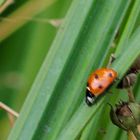 Siebenpunkt (Coccinella septempunctata), 5,2 - 8 mm