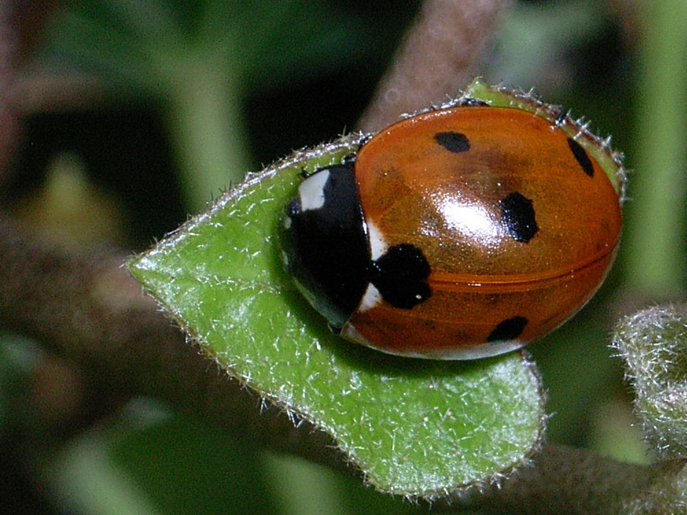 Siebenpunkt (Coccinella septempunctata)