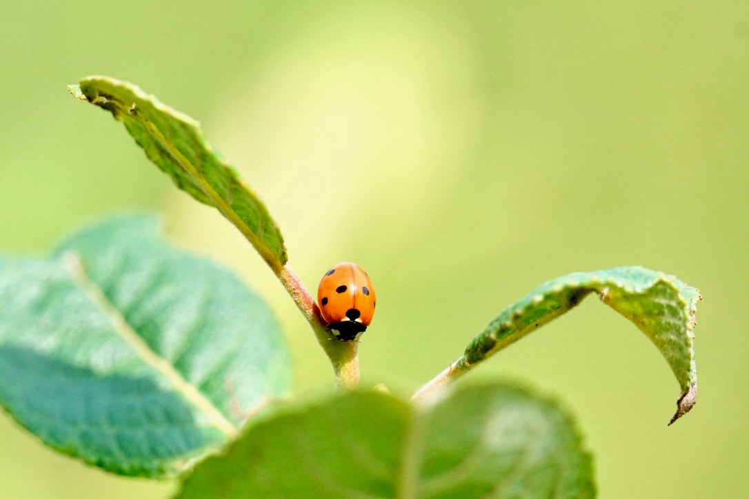 Siebenpunkt (Coccinella septempunctata)