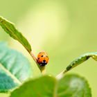 Siebenpunkt (Coccinella septempunctata)