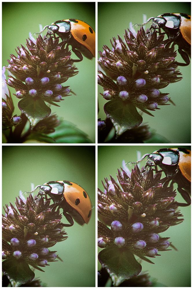 Siebenpunkt (Coccinella septempunctata), seven-spot ladybird