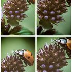 Siebenpunkt (Coccinella septempunctata), seven-spot ladybird