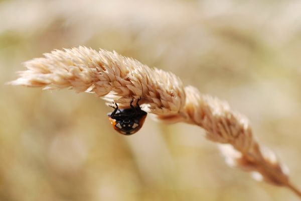 Siebenpunkt ist klar...