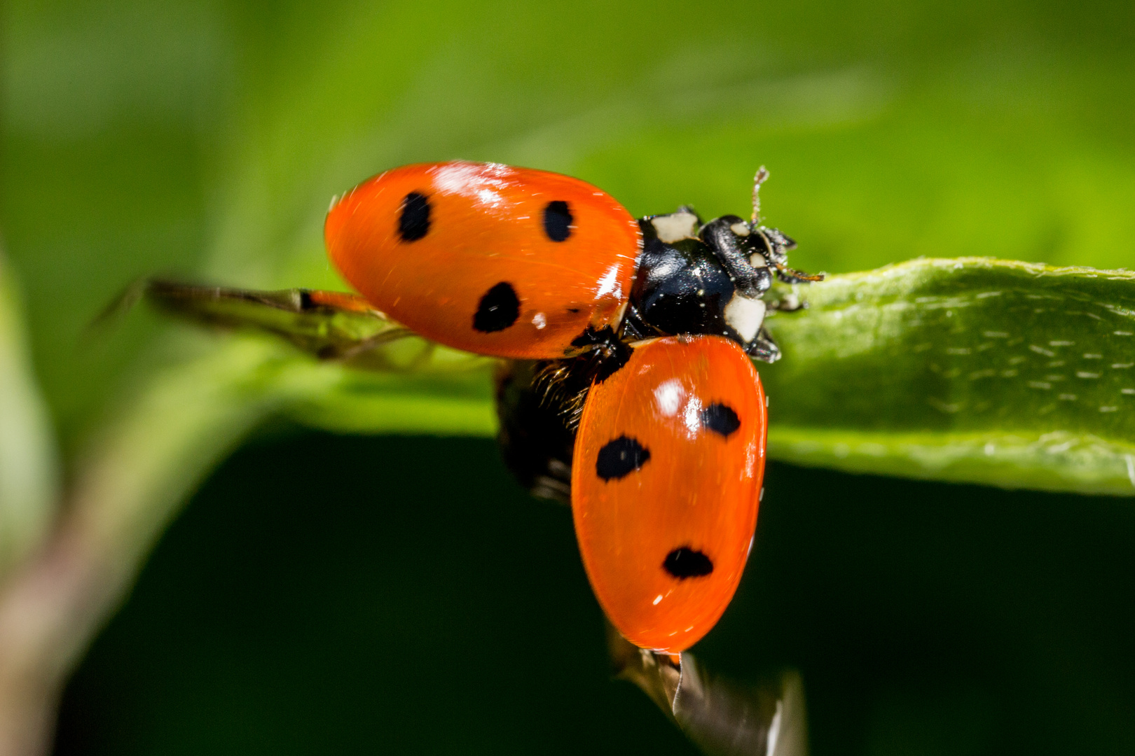 Siebenpunkt-Marienkäfer Foto & Bild | tiere, wildlife, insekten Bilder