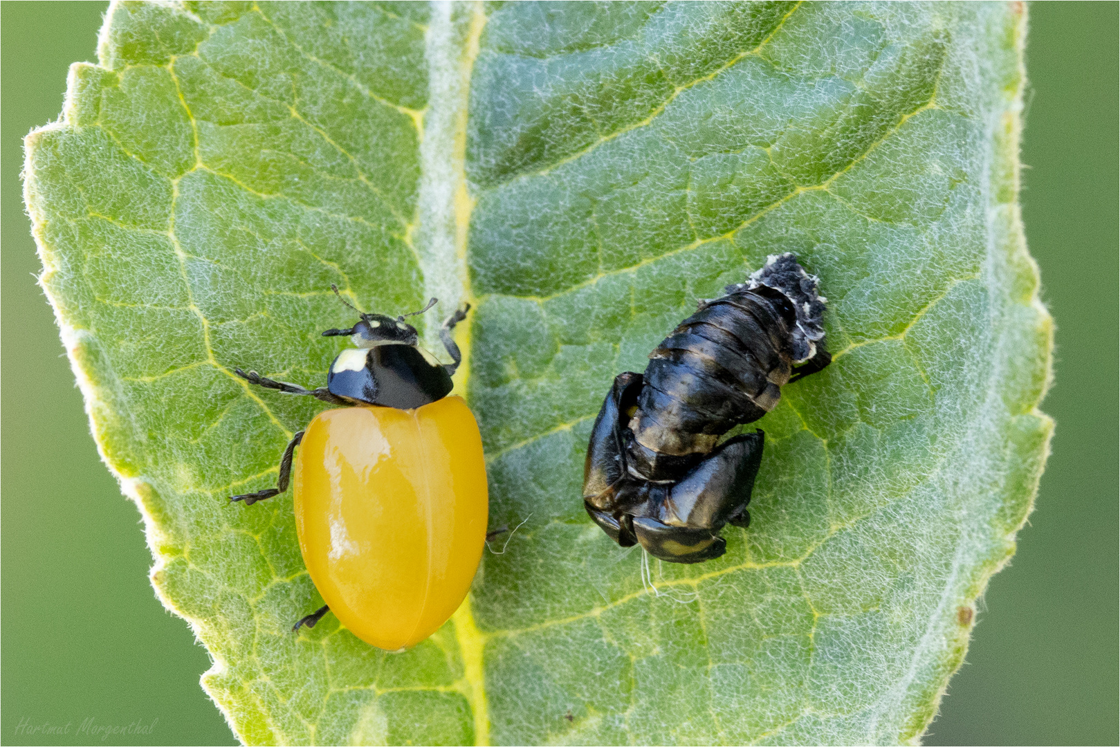 Siebenpunkt-Marienkäfer