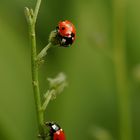 Siebenpunkt-Marienkäfer