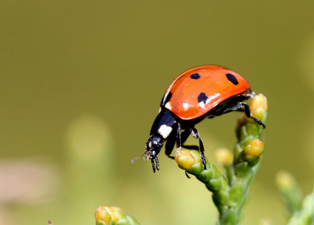 Siebenpunkt - Marienkäfer (Coccinella septempunctata)