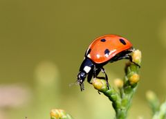 Siebenpunkt - Marienkäfer (Coccinella septempunctata)