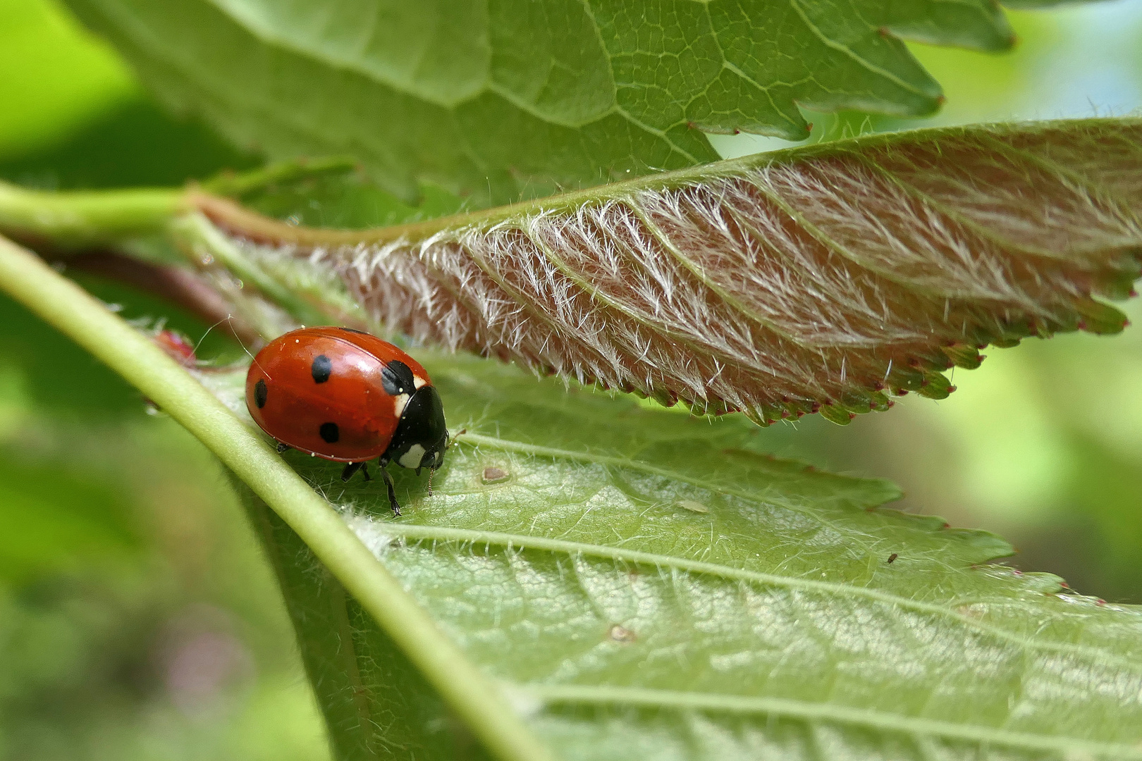 Siebenpunkt-Marienkäfer (Coccinella septempunctata)