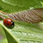 Siebenpunkt-Marienkäfer (Coccinella septempunctata)