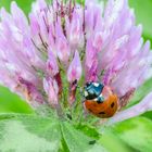 Siebenpunkt-Marienkäfer (Coccinella septempunctata)