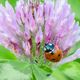 Siebenpunkt-Marienkfer (Coccinella septempunctata)